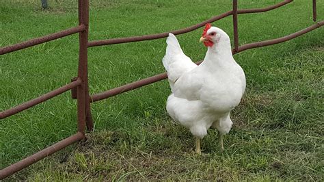 White Jersey Giant Chickens Baby Chicks For Sale Cackle Hatchery®