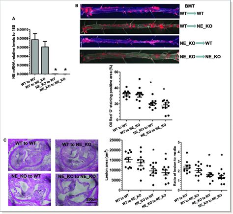 Bone Marrow Cell Derived Neutrophil Elastase Ne Plays A Major Role In