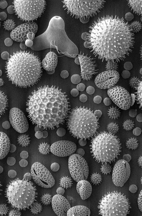 Amazing Electron Microscope Images Page 1