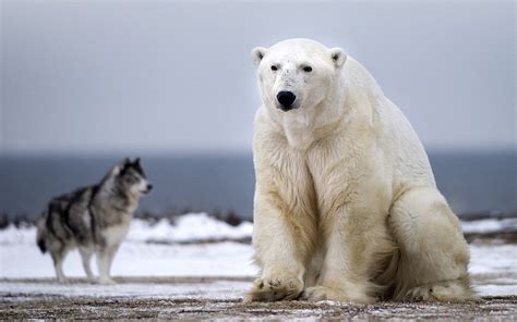 white polar bear  canadian eskimo dog size comparison wallpaper hd  wallpaperscom