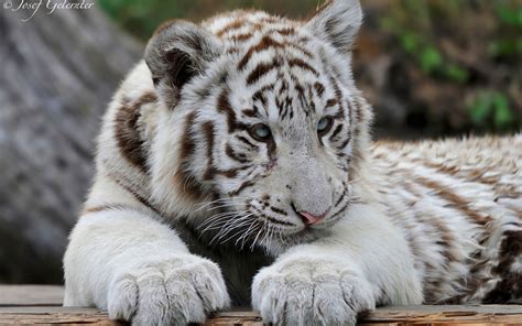 Baby White Tiger Wallpaper Wallpapersafari