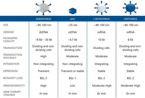 Viral Vector And Gene Therapy Basics Summarized Biovian