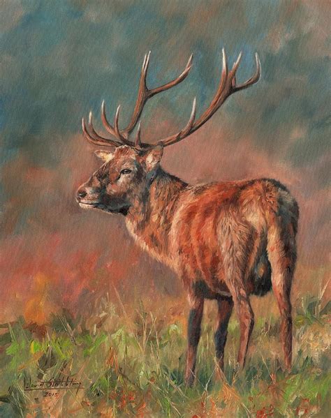 Red Deer Stag Painting By David Stribbling Fine Art America