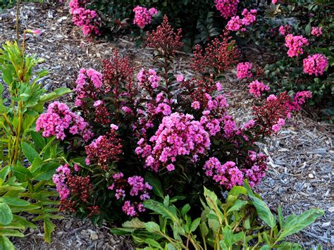 Lagerstroemia Dark Roast Bluestone Perennials