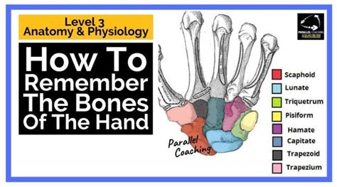 Anatomy Revision How To Remember The Bones Of The Hand Parallel Coaching