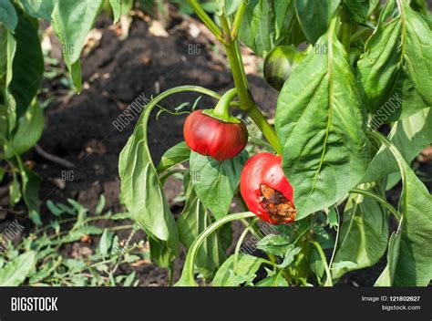 Little Rotten Peppers Image And Photo Free Trial Bigstock