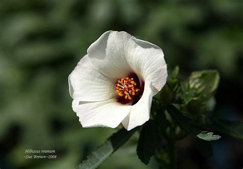 Plantfiles Pictures Hibiscus Species Bladder Hibiscus Flower Of An