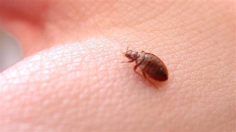 Bed Bug City Sudbury Ranked No 2 In Canada By Pest Control Company