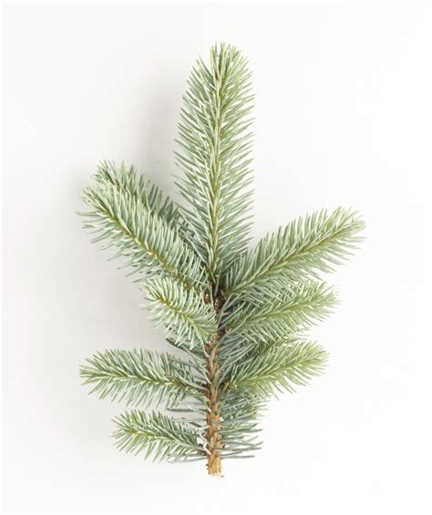 Dwarf Globe Blue Spruce Standard