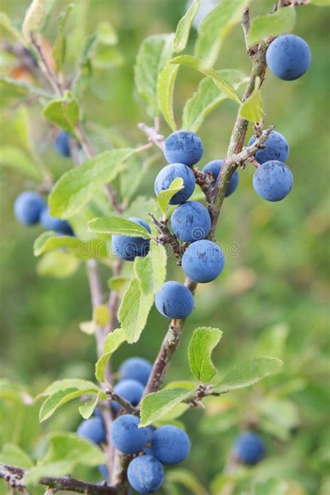Branch Of Sloes Stock Photo Image Of Plum Branch Fruit 60440288