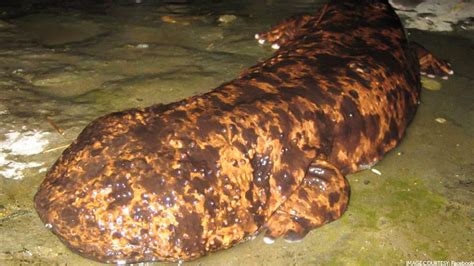 Newly Found Giant Salamander Species Now The World S Biggest Amphibian
