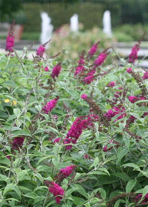 Planting Butterfly Bush In The Fall Home And Garden Reference