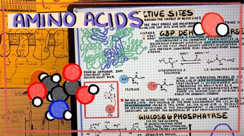 Amino Acids Amino Acids Biology Notes Biochemistry