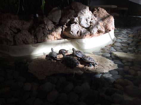 Turtles In The Hotels Pond On First Floor Desserts Food Brownie