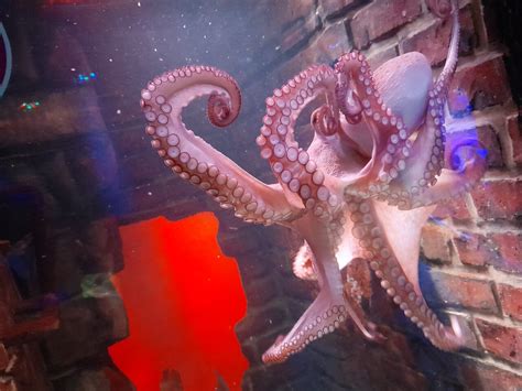 Keine Warteschlangen Eintrittskarte Sea Life Oberhausen 2022