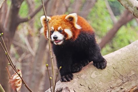 Panda Roux Fiche Animalière Complète Photos Instinct Animal