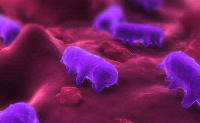 Learn more about salmonella causes, symptoms, complications, treatment, and prevention. Study Finds Clumsy Government Response to 2011 Salmonella ...