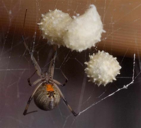 Eight Fun Facts About Black Widows Realclearscience