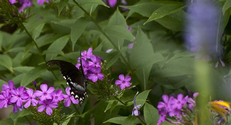 Black Butterfly On Purple Flowers Alex Thompson Flickr