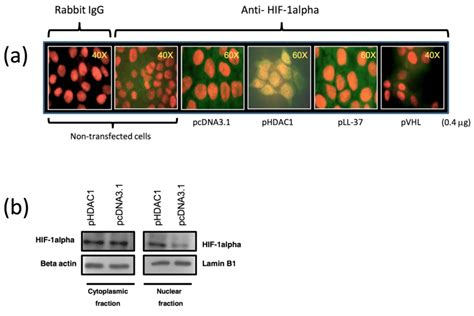 E Expression And Localization Of Hif 1alpha In Hacat Cells Transfected Download Scientific