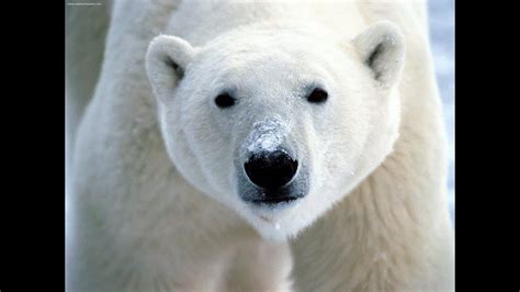 Fun Polar Bear Facts For Kids Interesting And Amazing
