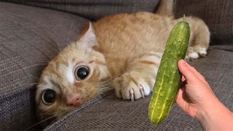 Funny Video Cats Get Scared By Cucumbers