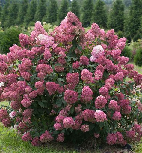 Firelight Panicle Hydrangea A Compact Variety That Makes A Big Show