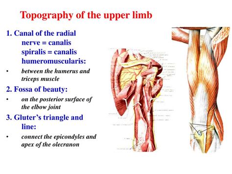 Forearm Anatomy Muscle Flexors
