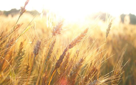 1920x1200 Wheat Sunlight Plants Wallpaper Coolwallpapersme