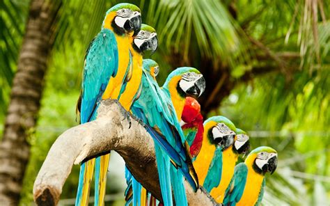 Parrots On Branch Wallpaper 2560x1600 13937