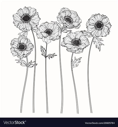 An anemone flower is a wildflower that looks like a poppy and has a black center. Anemone flower drawing Royalty Free Vector Image