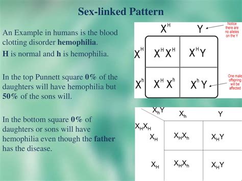punnett squares sex linked inheritance by good science worksheets my xxx hot girl
