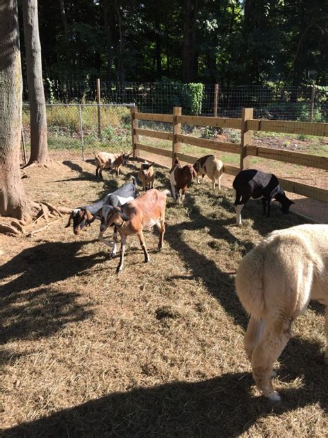 In addition to independent petting zoos, also called children's farms or petting farms. Petting Zoo - Demarest Farms Orchard, Farm Store & Garden ...