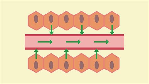 Diffusion Supplying The Cell Ocr Gateway Gcse Biology Single