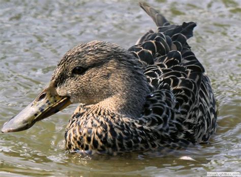 Female Ducks Wild Duck Identification Wildfowl Photography Types