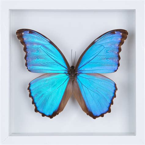The Giant Blue Morpho Morpho Didius Butterfly Taxidermy See Throug