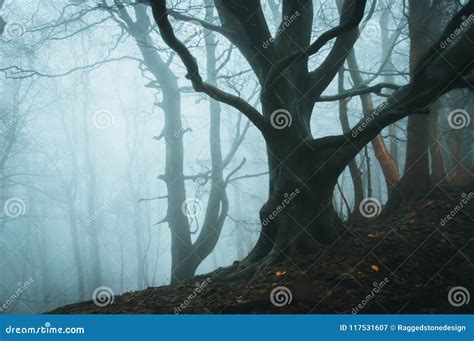 Foggy Winter Beech Trees In A Wild Magical Forest Stock Image Image