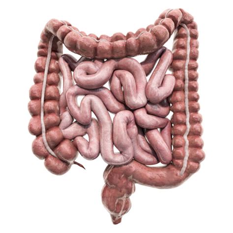 Human Small Intestine Stock Photos Pictures And Royalty Free Images Istock