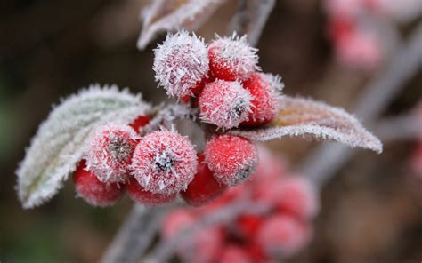 Wallpaper Red Berries Snow Frost Winter 2560x1600 Hd Picture Image