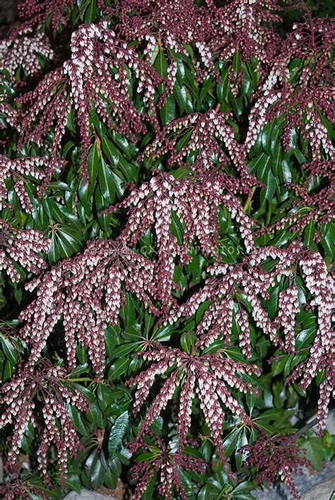 Pieris Japonica Dorothy Wycoff Plant And Flower Stock