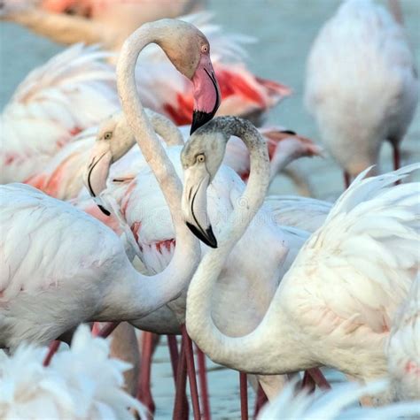 Caribbean Pink Flamingo At Ras Al Khor Wildlife Sanctuary A Wetland