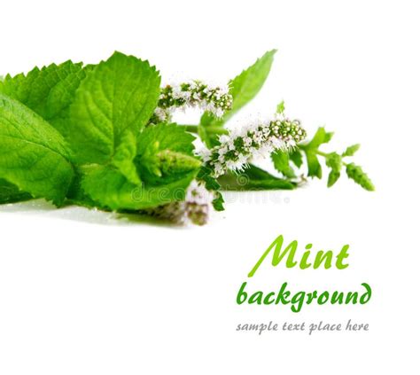 Fresh Green Mint Isolated Stock Image Image Of White 24152303