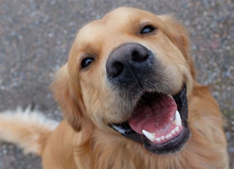 Do Dogs Smile The Science Behind The Looks We Get From A Happy Dog Petmd