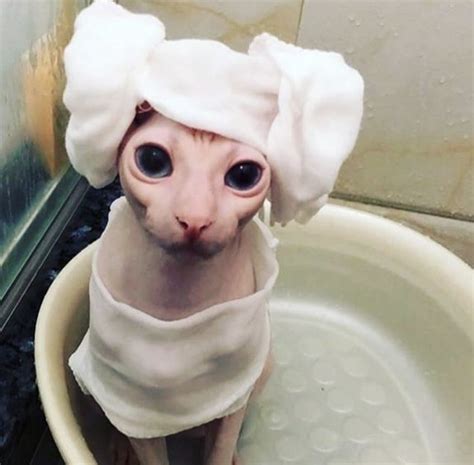 Bingus Cute Hairless Cat Cute Animals Cute Animal Memes