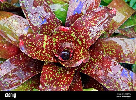 Bromeliads Houseplant Hi Res Stock Photography And Images Alamy