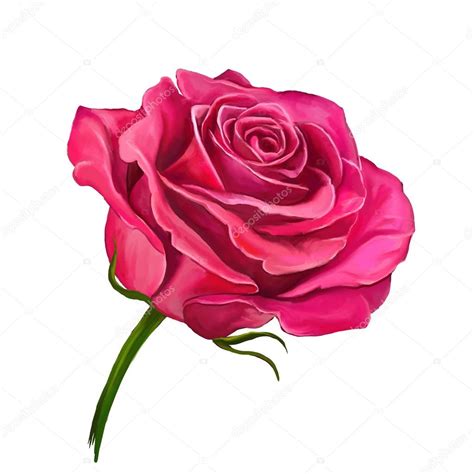 Rose Vector Illustration Hand Drawn Painted Stock Vector