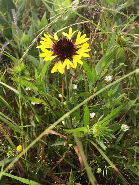 Oklahoma Native Plants Eco Landscaping