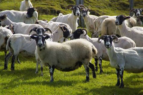 common sheep diseases symptoms and treatment check how this guide helps sheep farmers