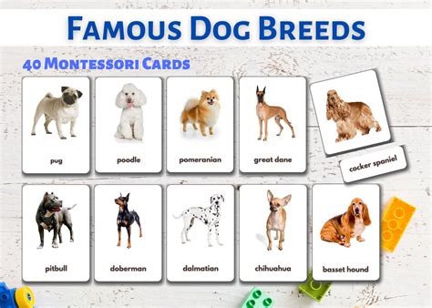 Dog Breeds Flashcards Printable Montessori Cards Etsy España