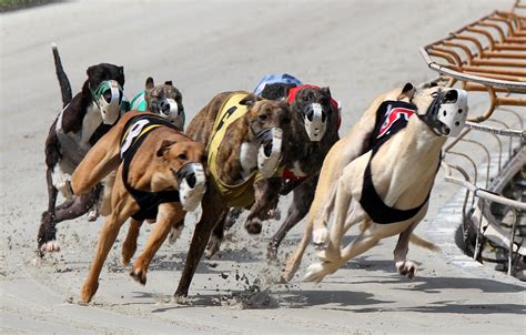 The idea of genuine race cars for sale is enough to get any racing fan excited. Proposal to ban greyhound racing in Florida gets backing ...